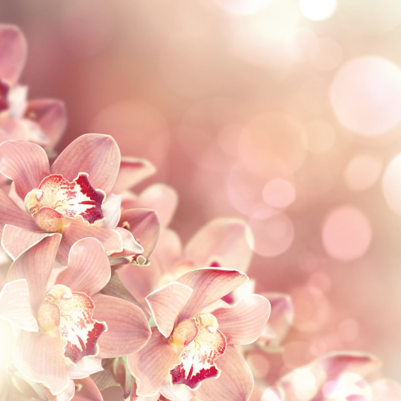 Enedina Orchids by Morgan_studio - Wrapped Canvas Print, 30cm H x 30cm W x 3.8cm D