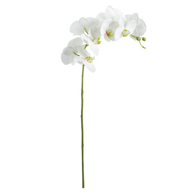 28-Inch Phalaenopsis Orchid Stem