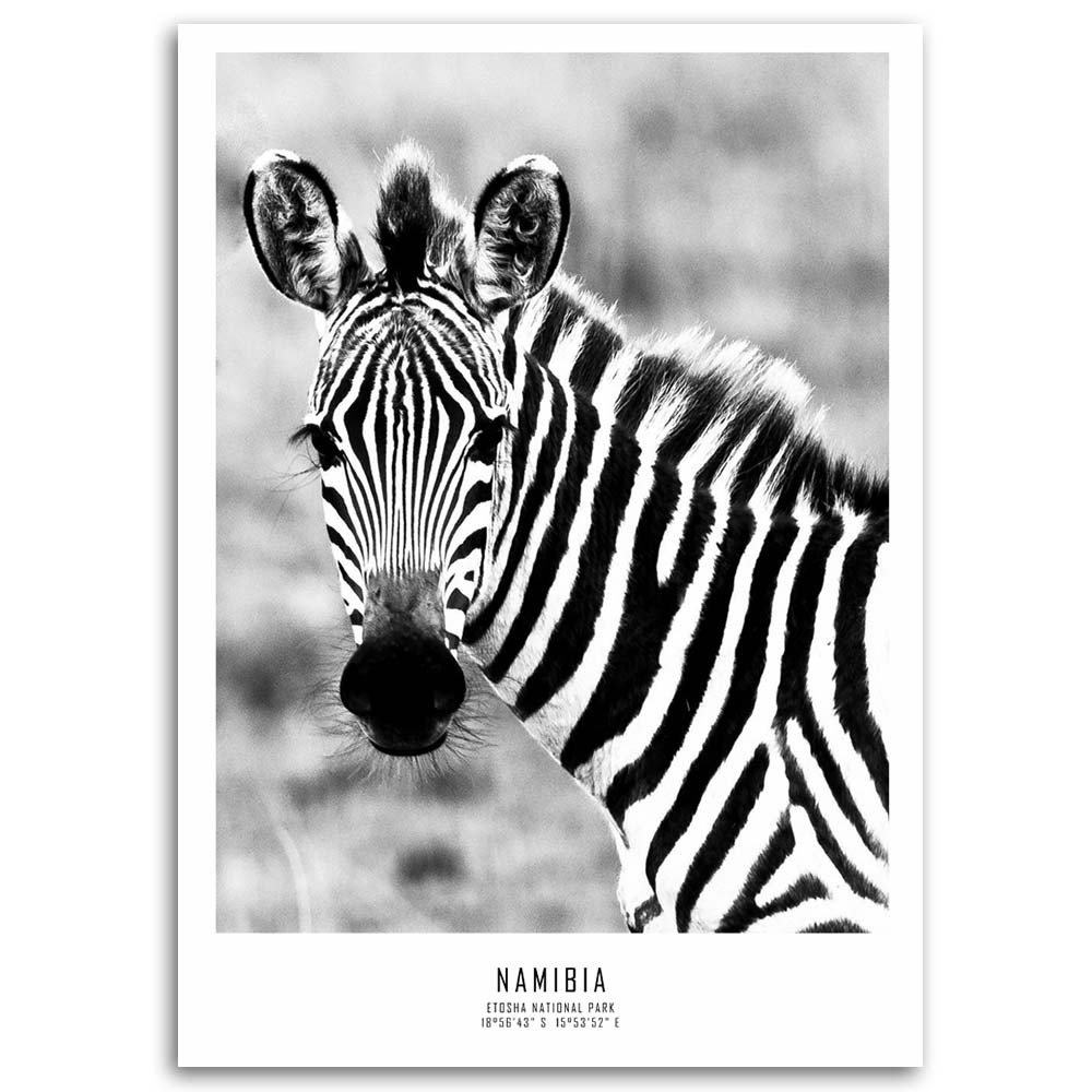 Leinwandbild Zebra Animals Nature