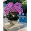 Orchid Floral Arrangement in Planter-219825536