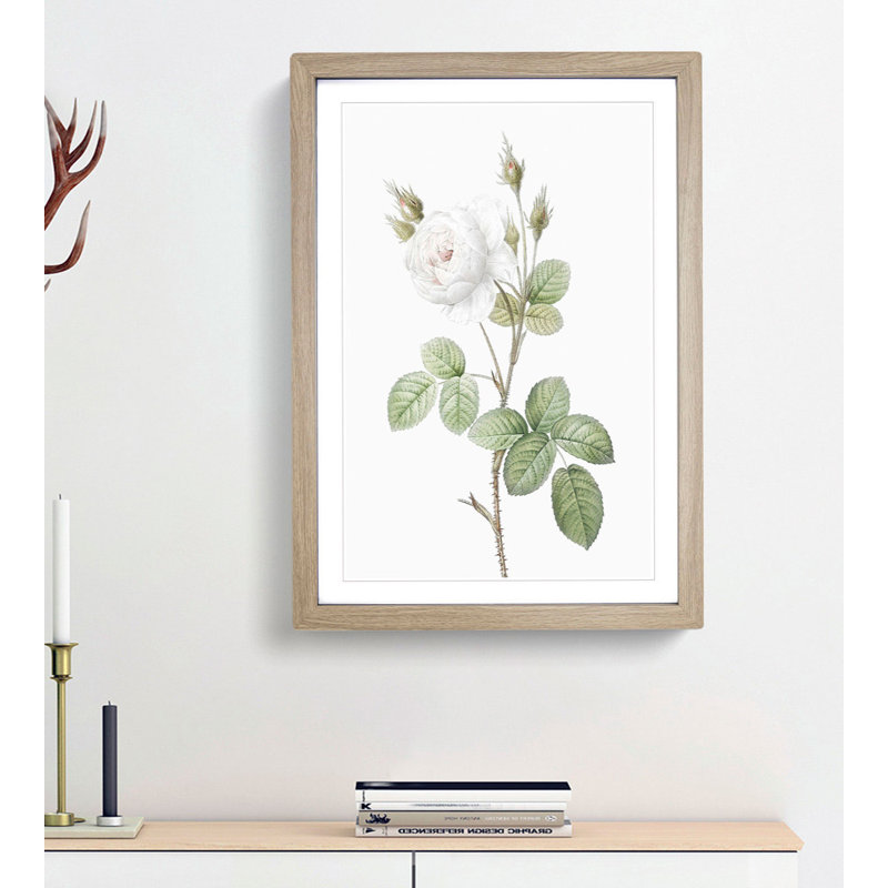 White Moss Rose by Pierre-Joseph Redoute - Picture Frame Art Prints, 48cm H x 36cm W x 2cm D, Oak Framed