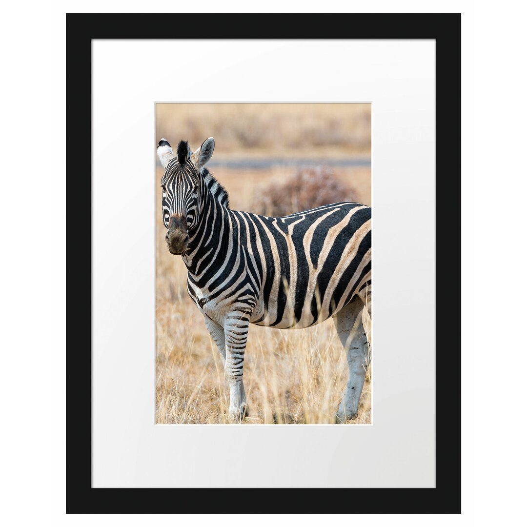 Zebra im wilden Gras" Gerahmtes Fotoposter