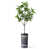 Plant Navy