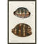 Sea Shell Giclee Print