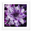 «Purple Bloom» par Eliezel, impression encadrée