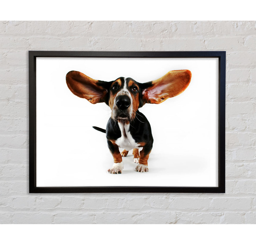 Basset Hound Ears - Einzelne Bilderrahmen Kunstdrucke auf Leinwand