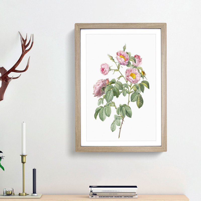 Tomentose Rose in Pink by Pierre-Joseph Redoute - Picture Frame Painting Print, 36cm H x 27cm W x 2cm D, Oak Framed
