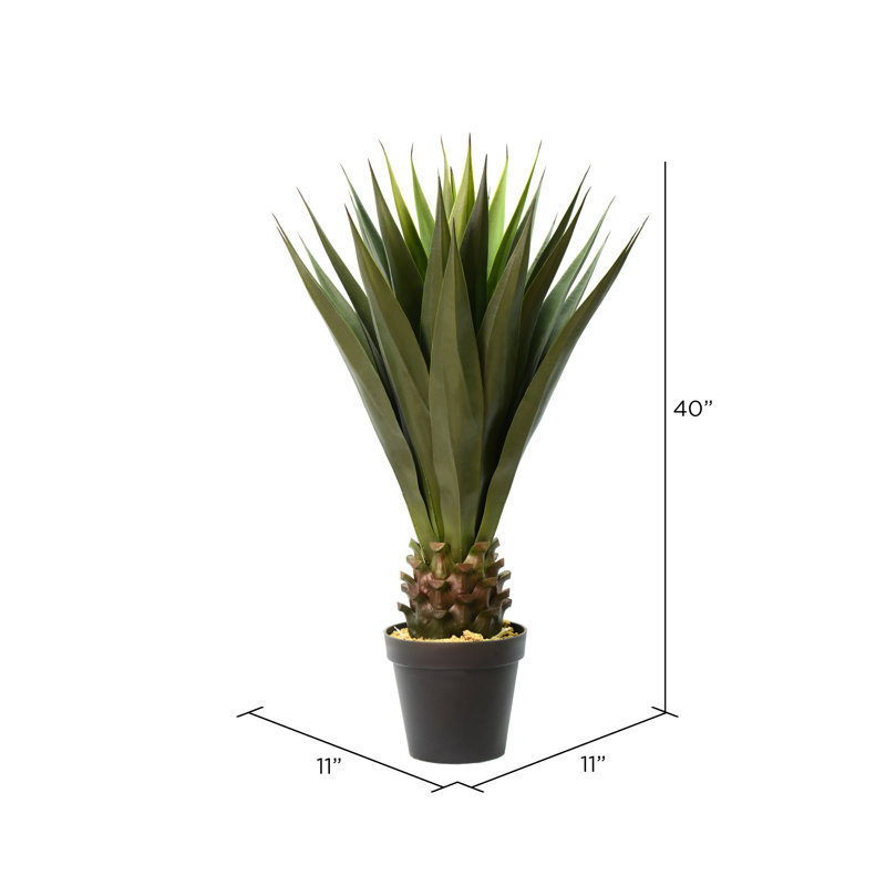 Succulent aloe en pot