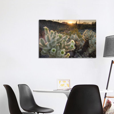 USA, Arizona. Teddy Bear Cholla cactus glowing in the rays of the setting sun, Organ Pipe Cactus National Monument. 1 Piece Wrapped Canvas Wall Art
