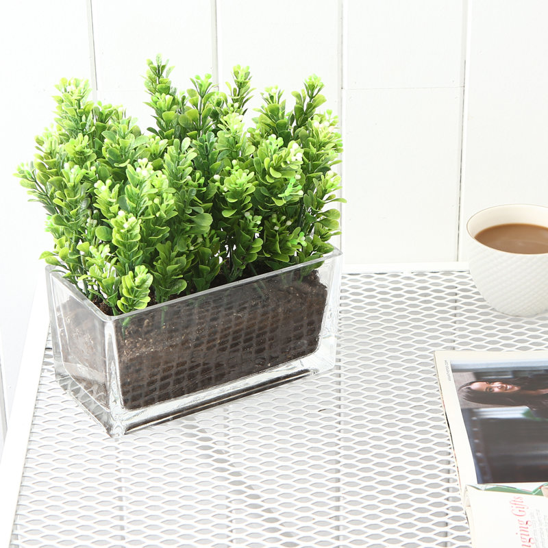 Clear 10.2 cm Glass Table Plant Vase  Pot