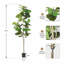 Figuier artificiel 7 pi, fausse plante réaliste en pot noir pour la décoration intérieure et extérieure-1772877750