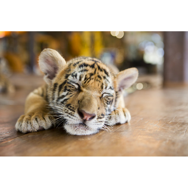 «Slumbering Little Tiger» par Fly_ Dragonfly - Photographie sur toile tendue, L 12 po x H 8 po