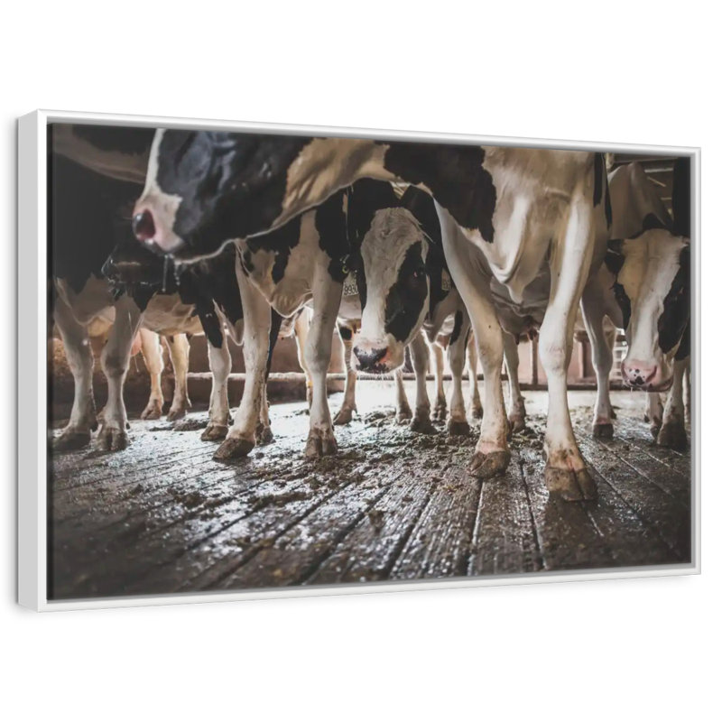 Sabots de vache en noir et blanc, Cadre flottant blanc, 13 po x 9 po