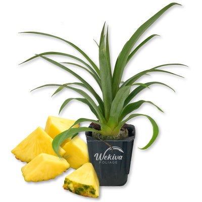 White Jade Pineapple Plant - 1 Live Starter Plant - Ananas Comosus - Edible and Fruit Bearing for Patio and Garden