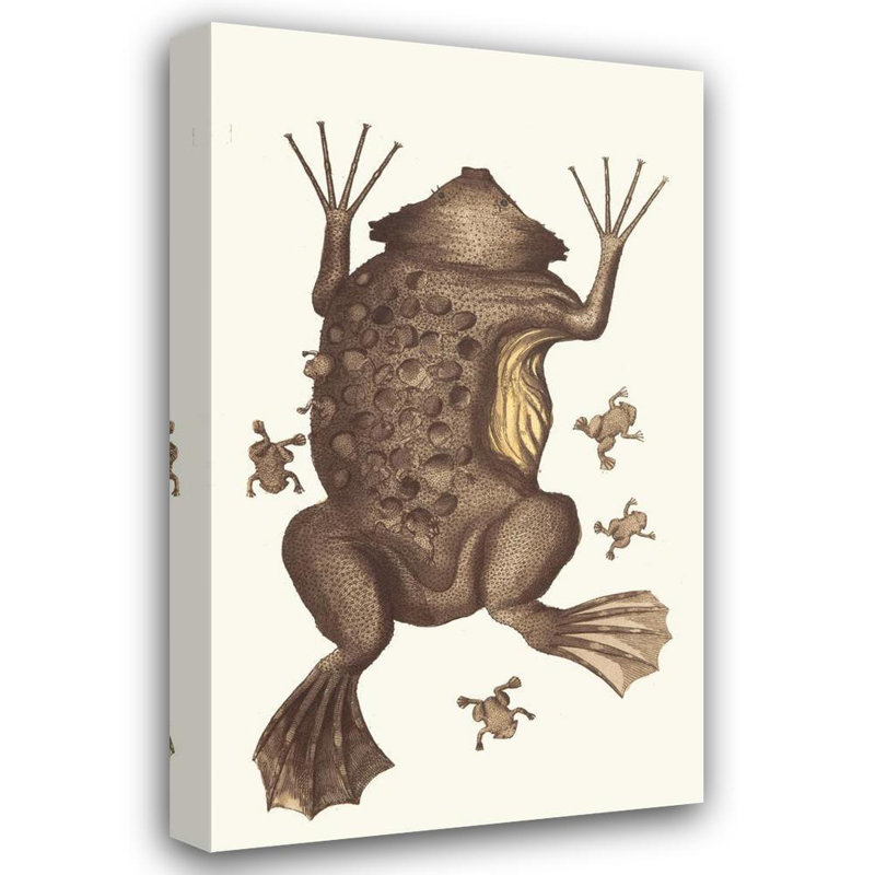 «Toad of Surinam» par George Shaw - Art mural sur toile tendue avec châssis, H 24 po x l 17 po