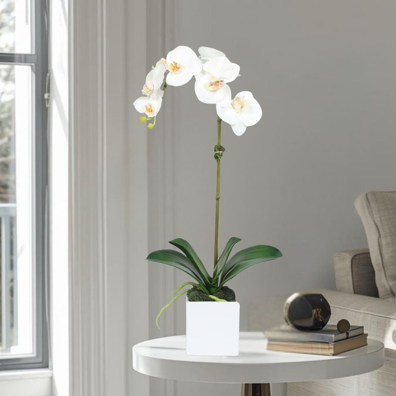 Orchid Arrangement In Vase, White, White