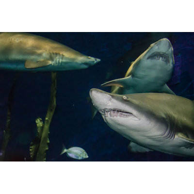 " Sand Tiger Shark " by Jasonondreicka