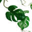 Hanging Plants 100cm Faux Plant
