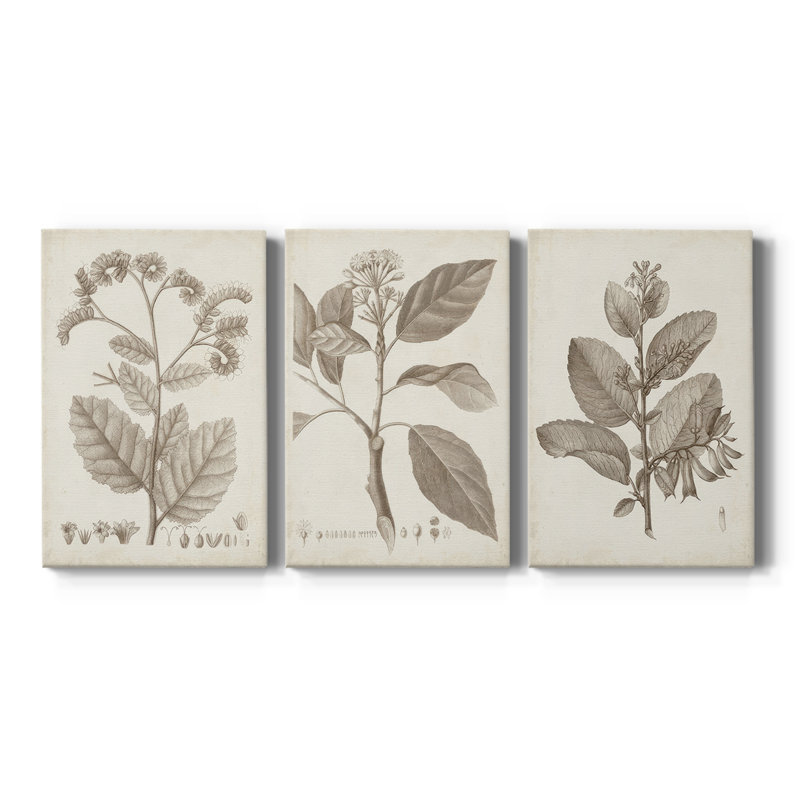 Antique sépia botanicals iv - toile tendue sur mesure - 3 pièces