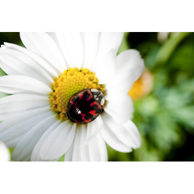 Harlequin Ladybirds - Wrapped Canvas Print
