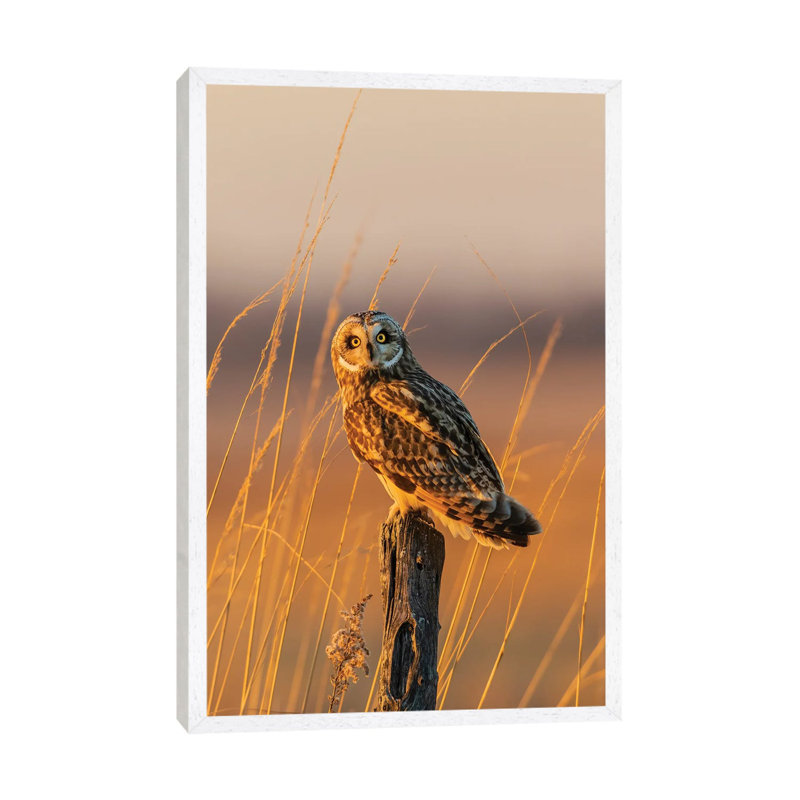 Short-Eared Owl Perched On Fence Post, Prairie Ridge State Natural Area, Marion County, Illinois. 1 Piece Wall Art on Canvas