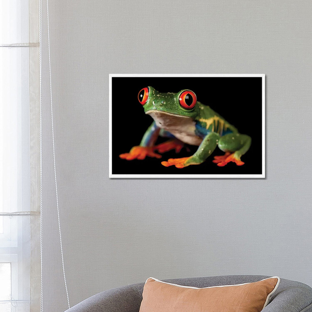 A Red-Eyed Tree Frog At The Sunset Zoo In Manhattan, KS. von Joel Sartore - Gallery-Wrapped Canvas Giclée on Canvas