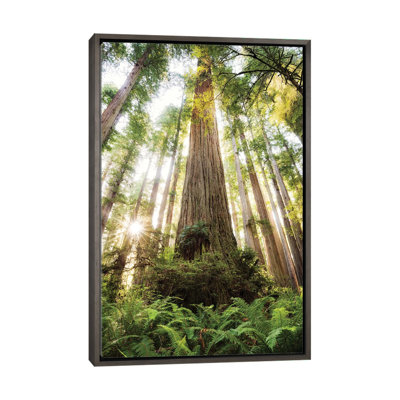 «Redwood Forest» par Stefan Hefele - reproduction de photo
