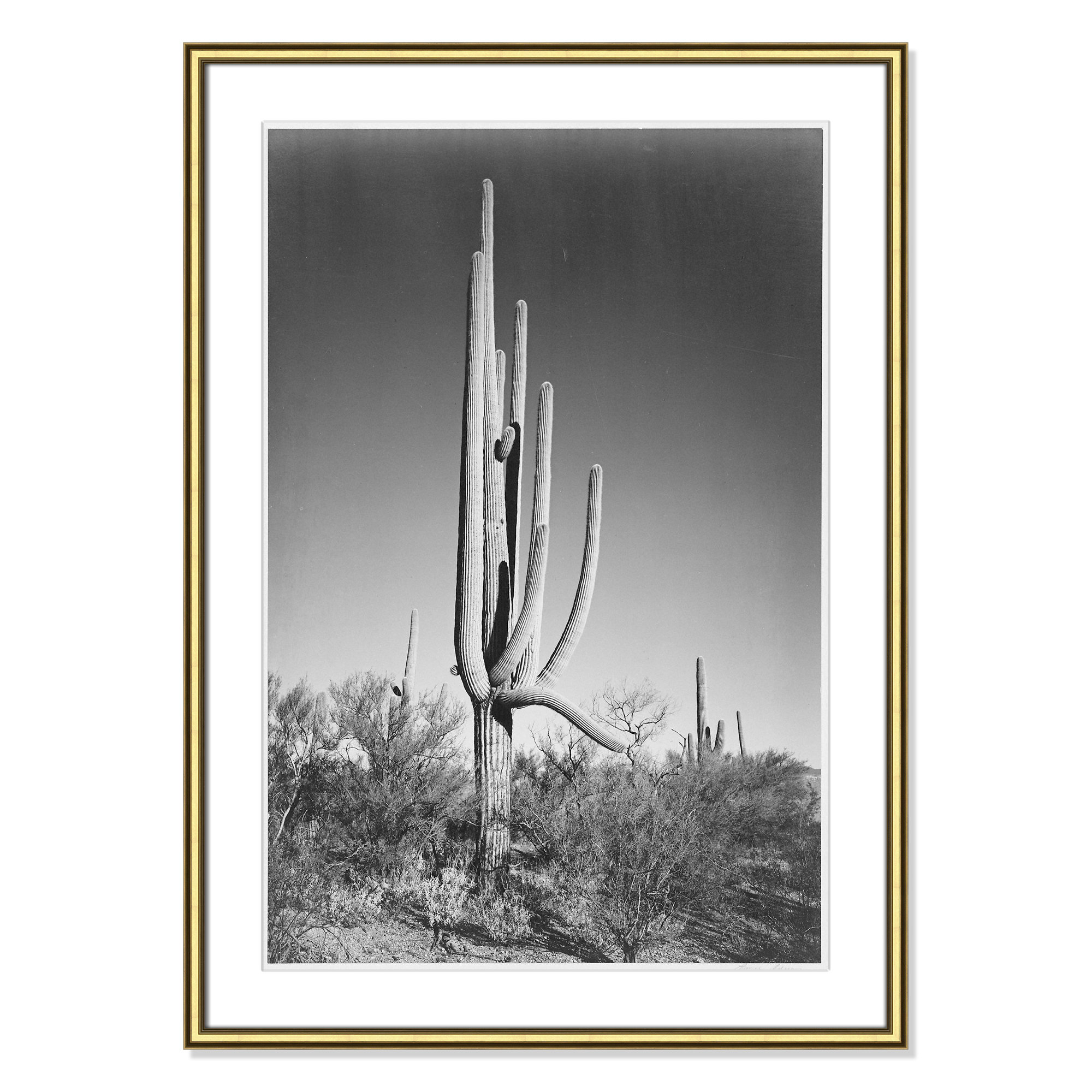 Cactus In Saguaro National Monument In Arizona by Ansel Adams, 36.75" H x 26.75" W x 0.88" D, Gold 
