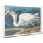 Great White Heron by John Audubon - Wrapped Canvas-55359867