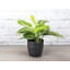 Live Lemon Lime Prayer Plant in Classic Pot-72624815