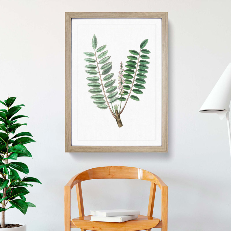 Indian Frankincense Flowers Illustration - Framed Print, 48cm H x 36cm W x 2cm D, Oak Framed