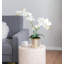 Orchidée rayée en pot