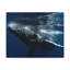 No Frame Print on Canvas-58899732