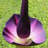 Purple Amorphallus Flower Statue