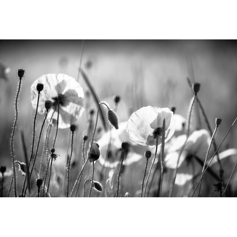 Poppies Flowers - Wrapped Canvas Print, 30cm H x 46cm W
