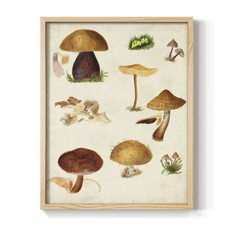Reproduction encadrée champignon Mushroom Species II, Naturel, H 11 po x l 9 po