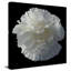 Floral Majesty III - photographie-690292914-690292918