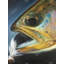 Golden Trout With Fly Fishing Flie Print On Canvas