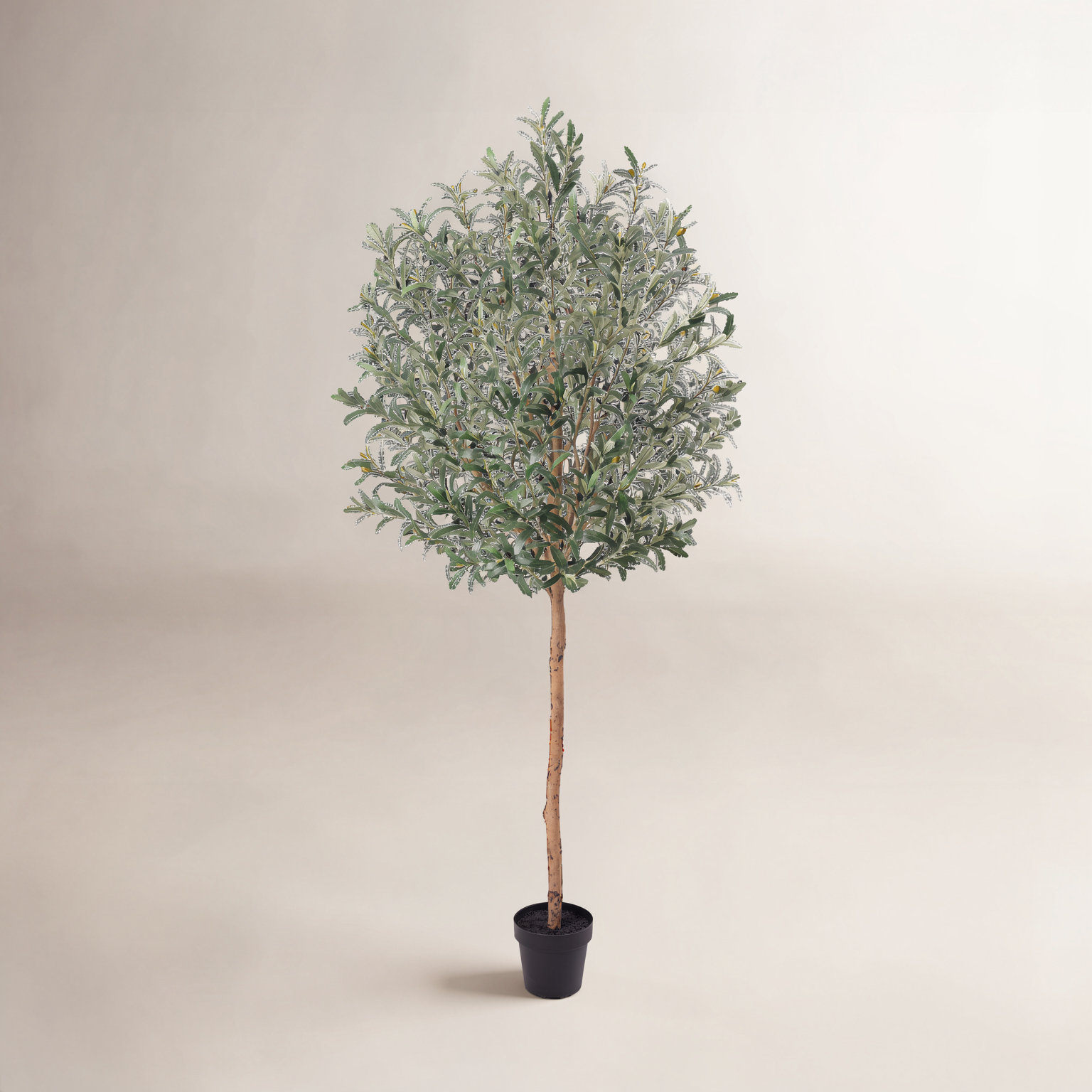 Ashwell Olive Plant in Pot, 84" H x 26" W