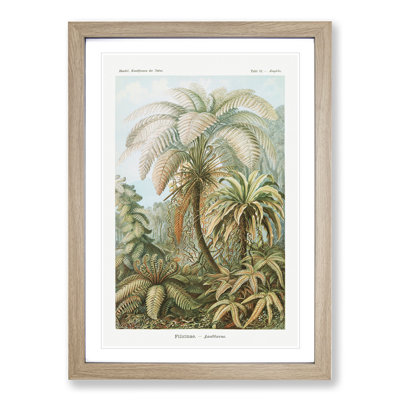 Ferns Vol.1 by Ernst Haeckel - Framed Print