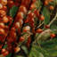 Tapisserie murale Fruit Mayhaw-133644569