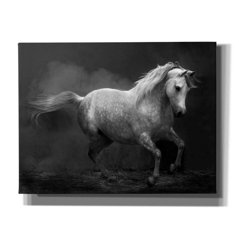 «Morocco barb» par Susan Friedman,, L 34 po x H 26 po