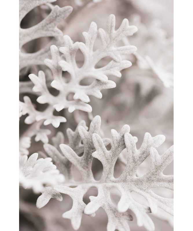 Leaves, 50.8cm H x 76.2cm W