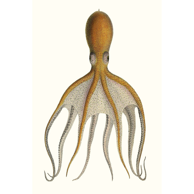 Antique Octopus Collection VI - Print, 46cm H x 30cm W, Wrapped Canvas
