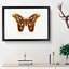 Attacus Atlas Moth by Charles d Orbigny - Framed Print-55456936-55456939
