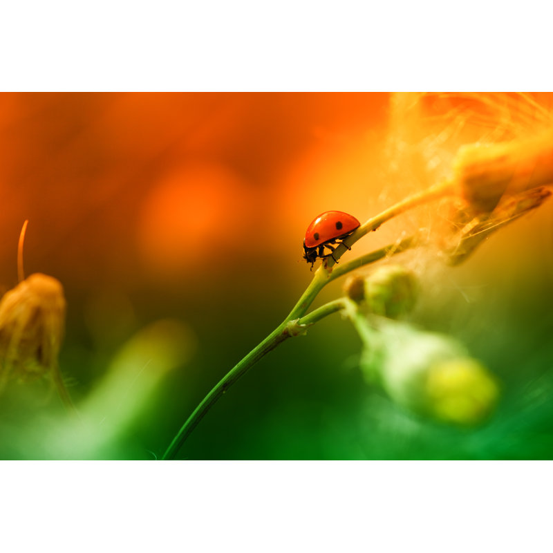 Ladybug Sitting On Top Of Wildflower by Pawel.gaul - Wrapped Canvas Print, 81cm H x 122cm W x 3.8cm D