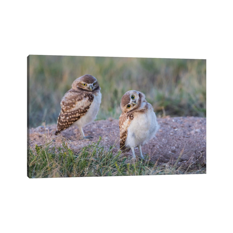 Two Young Burrowing Owls Stand At The Edge Of Their Natal Burrow by Elizabeth Boehm - Wrapped Canvas Print