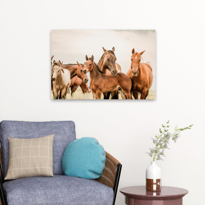 Hartville - photographie, animaux, faune, chevaux, art