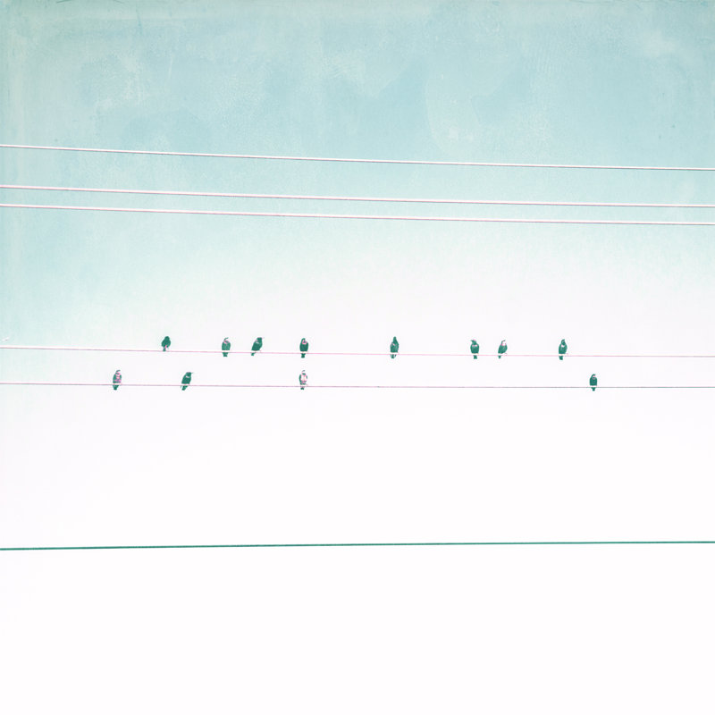 Birds On Wires IV, H 20 po x l 20 po