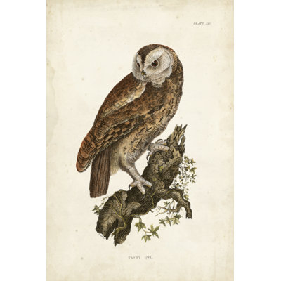 Tawny Owl